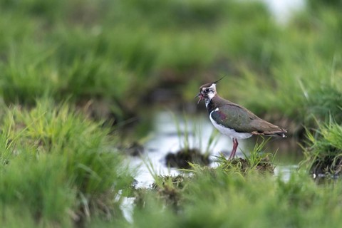 Lapwing, vanellus vanellus, birds, call, charadriiformes, limikolen, plovers, call, birds, waders,
