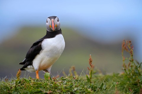 Atlantic Puffin (Fratercula arctica), Scotland, United Kingdom
