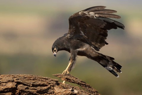 Kaalkopkiekendief zoekend naar voedsel, african harrier hawk searching for prey