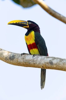 Chestnut-eared aracari (Pteroglossus castanotis) Pantanal Brazil#