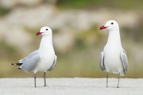 Audouin's Gull (Ichthyaetus audouinii), Mallorca, Spain