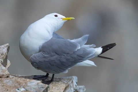 Black legged kittiwake (Rissa tridactyla) adult seabird bird on a cliff ledge in summer, England,