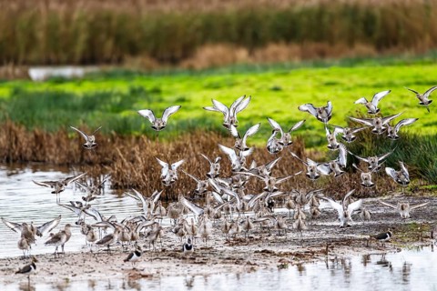 Black-tailed Godwits, Limosa limosa, birds in flight over marshes, Devon, England, United Kingdom