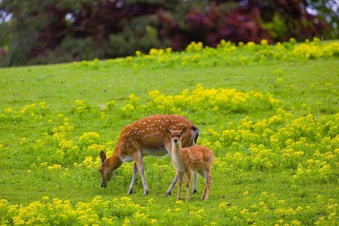 One female Manchurian sika deer or Dybowski's sika deer (Cervus nippon mantchuricus or Cervus