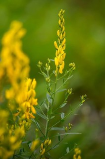 Fabaceae, Dyer's Greenweed, Genista Tinctoria, Dyer's Broom, Dyer's Greenweed, Flora, Broom, High
