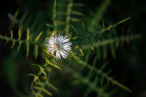 Asteraceae, felted milkspotted thistle, Galactites tomentosa, Granelli, Italy, daisy, milkspotted