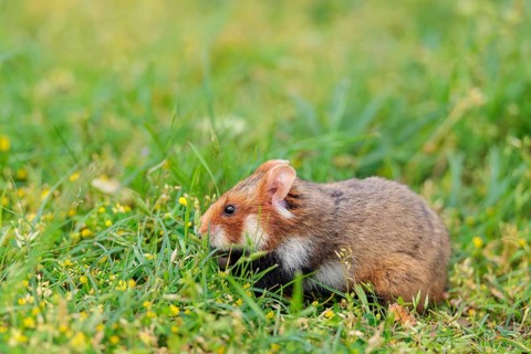 A European hamster (Cricetus cricetus) collects herbs, grass and daisies in a fresh green meadow