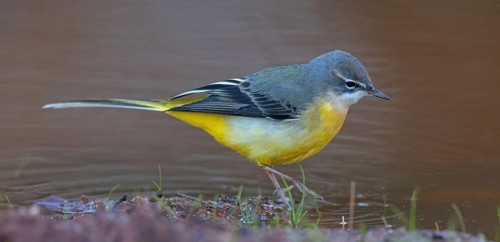 Grey wagtail (Motacilla cinerea), Bergeronnette des ruisseaux, Lavandera Cascadeña, mountain