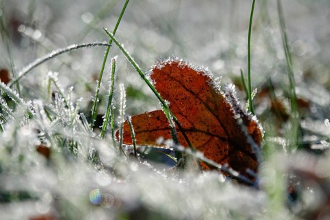 Hoarfrost, Winter, Germany