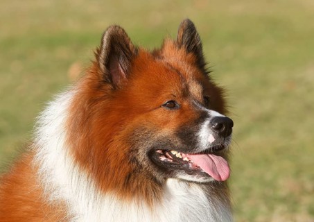 Large Elo (Canis lupus familiaris), male 3 years portrait, side view, North Rhine-Westphalia,