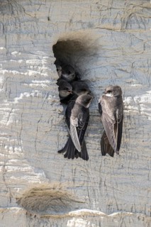 Sand martins (Riparia riparia), Emsland, Lower Saxony, Germany