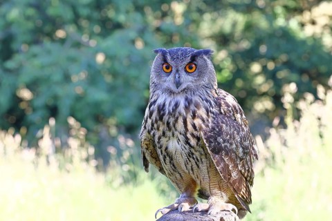 Eurasian eagle-owl (Bubo bubo), perched on a post, in captivity, Rhineland-Palatinate, Germany