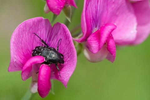 Leaf horn beetle, oxythyrea funesta, rose beetle, scarabaeidae, weeping rose beetle, white spotted