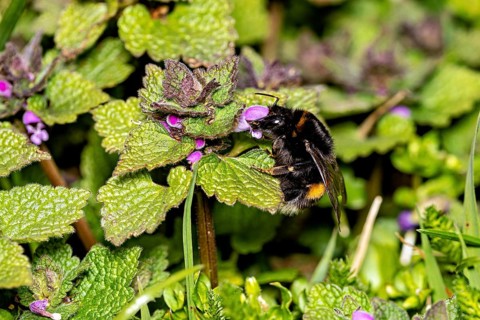 A bumblebee collects nectar from a purple flower surrounded by green leaves in spring, a