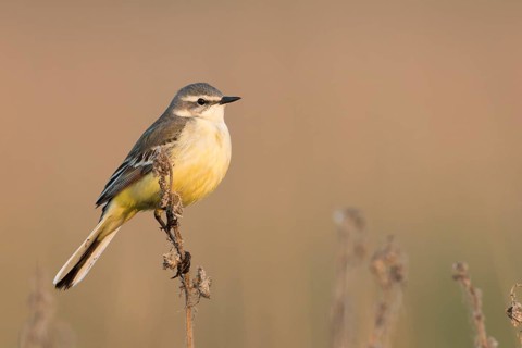 Sykes Wagtail - Schafstelze - Motacilla flava ssp. beema, Russia, adult female