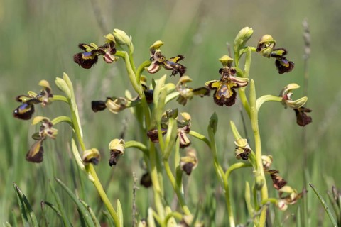 Granelli, Italy, Ophrys Ciliata, Ophrys Speculum, Orchidaceae, Orchids, Orchid Plants, Pantani Cuba