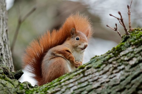 Eurasian red squirrel (Sciurus vulgaris) on a branch, wildlife, Germany