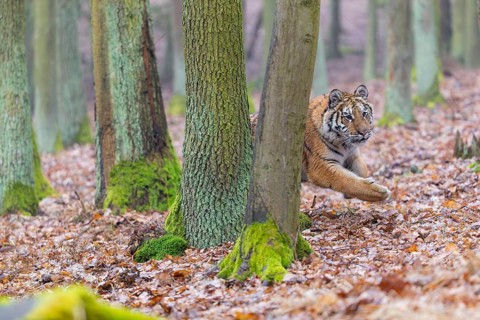 One young female Siberian Tiger, Panthera tigris altaica, running thru a forest