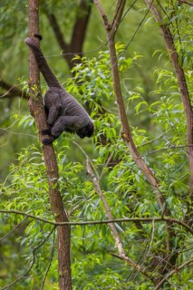 A common woolly monkey, brown woolly monkey, or Humboldt's woolly monkey (Lagothrix lagothricha)