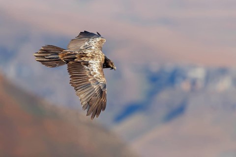 Bearded vulture, bearded vulture (Gypaetus barbatus), Gypaetus barbatus meridionalis, Giant's