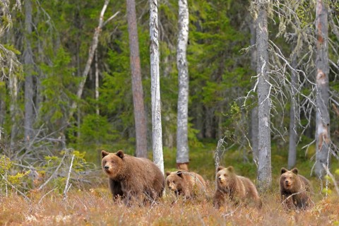 Brown Bear, Sow with Cubs, North East Finland Brown bear, mother with cubs. Northeast Finland