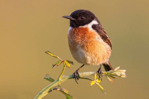European Stonechat (Saxicola rubicola) male, Asturias, Spain