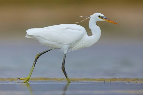 Western Reef Heron, Western Reef-Heron, Western Reef-Egret, (Egretta gularis), Garceta Dimorfa,