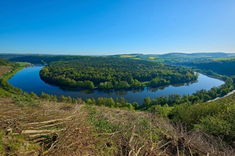 Dense forest stretches along a quiet river, Mainschleife, Urphar, Wertheim, Main Tauber Kreis,