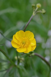 Buttercup, sharp-leaved buttercup (Ranunculus acris), yellow flower in a meadow, close-up,