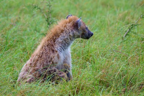 A hyena sits alertly in the tall grass of a green meadow, spotted hyena (Crocuta crocuta), Masai