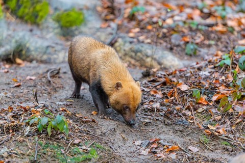One Bush dog (Speothos venaticus) walking thru deforested area with dead leaves on the hilly ground