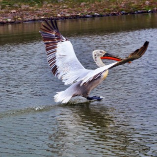 A single Dalmatian pelican (Pelecanus crispus) lands, birdwatching, Lake Kerkini, Central