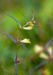 Brownwort, Finland, Melampyrum sylvaticum, Orobanchaceae, Scrophulariaceae, Summerwort, Forest
