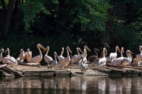 Pelicans (Pelecanus), Nuremberg Zoo, Middle Franconia, Bavaria, Germany