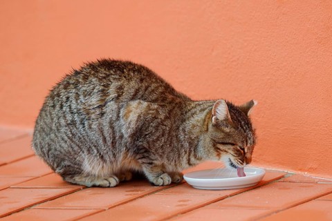 House cat drinks milk from a small bowl, Algarve, Portugal