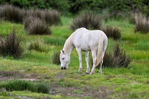 Camargue horse (Equus caballus), grazing in a meadow, Saintes-Marie-de-la-Mer, Camargue, southern
