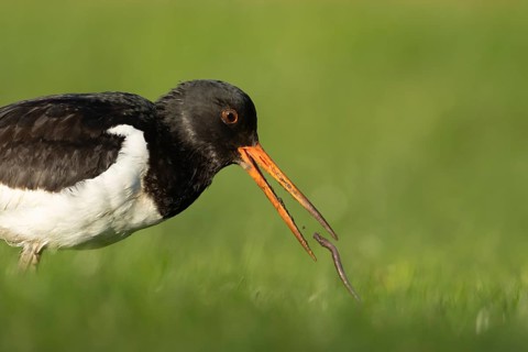 Eurasian oystercatcher (Haematopus ostralegus) adult wading bird feeding on a worm in grassland,