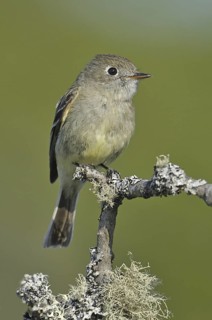 Hammond's Flycatcher (Empidonax hammondii), British Columbia, Canada
