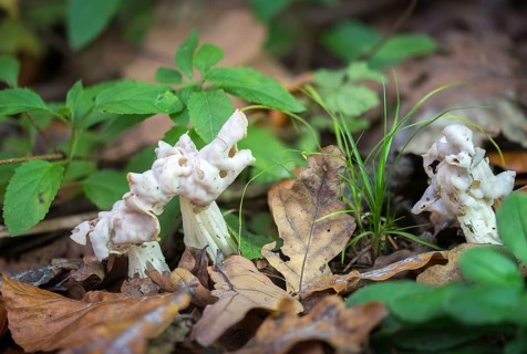 Costapeda crispa, helvella alba, helvella monacella, helvella nigricans, helvella nivea, helvella