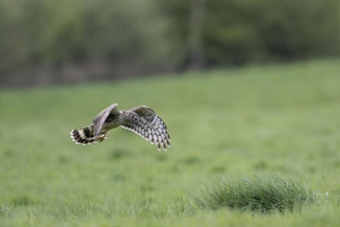 Hen harrier (Circus cyaneus), Emsland, Lower Saxony, Germany