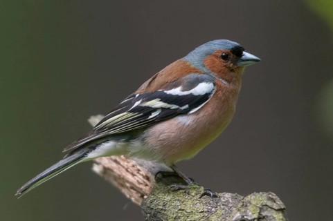 Chaffinch, Fringilla Coelebs, Birds, Passeri, Songbirds, Birds