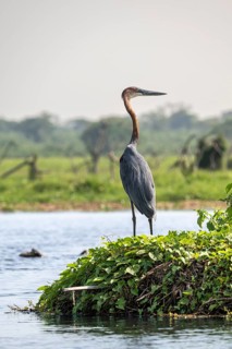A purple heron (Ardea purpurea) stands by the water, White Nile, Murchison Falls National Park,
