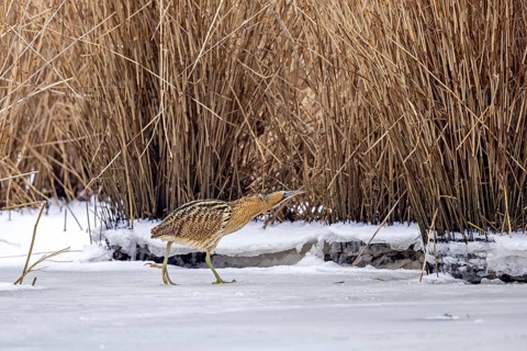 Eurasian bittern, great bittern (Botaurus stellaris) foraging well camouflaged in the snow in dense