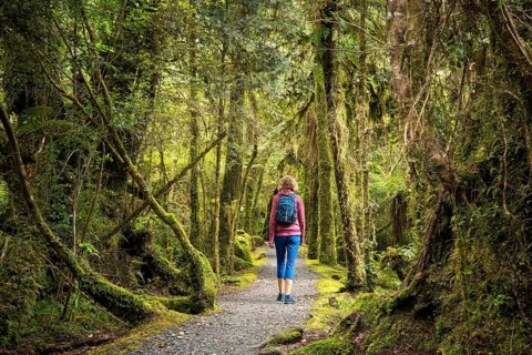 Female hiker on hiking trail through wooded landscape with mossy trees. Minnehaha Walk, Fox Glacier