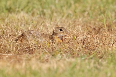 European ground squirrel (Spermophilus citellus) in a meadow, Burgenland Austria