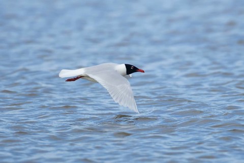 Mediterranean gull (Ichthyaetus melanocephalus) adult bird in summer plumage flying, England,