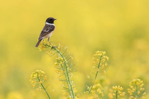 European Stonechat (Saxicola rubicola) male perched in a rape field, Poland