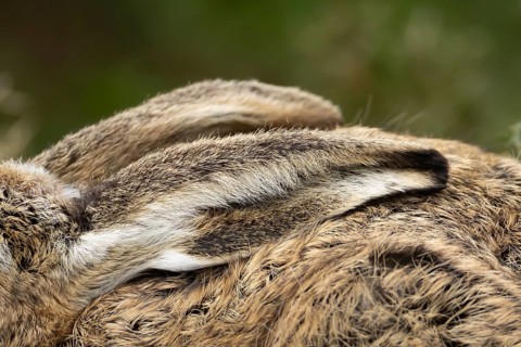 European brown hare (Lepus europaeus) adult animal close up of its ear, England, United Kingdom