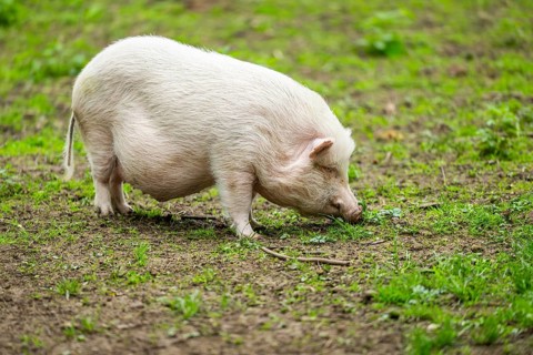 Vietnamese Pot-bellied pig, Bavaria, Germany