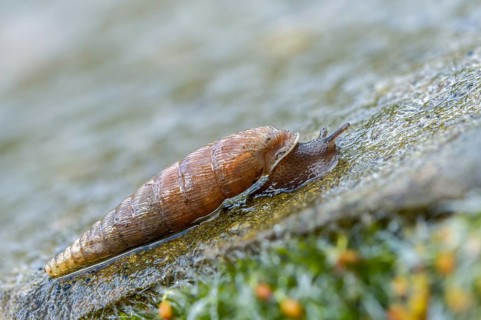 Wrinkled snail, laciniaria plicata, gastropoda, mollusca, snails, molluscs